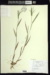 Panicum acuminatum image