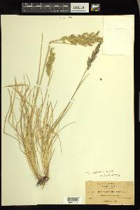 Deschampsia holciformis image