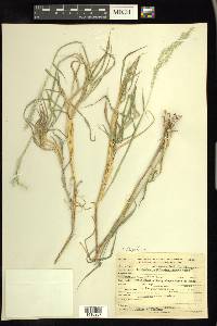 Digitaria californica image