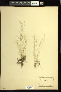 Deschampsia danthonioides image