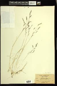 Deschampsia danthonioides image