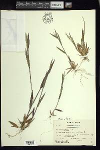 Dichanthelium acuminatum subsp. lindheimeri image