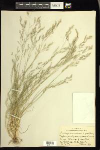 Deschampsia danthonioides image