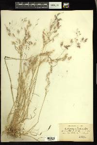 Deschampsia danthonioides image