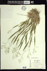 Dichanthelium laxiflorum image