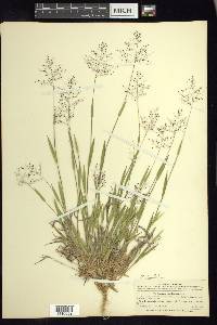 Panicum acuminatum image