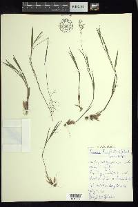 Panicum acuminatum image