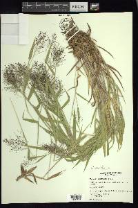 Panicum acuminatum image