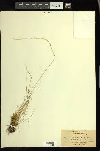 Deschampsia elongata image