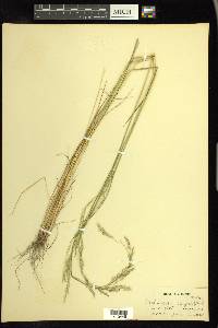 Deschampsia elongata image