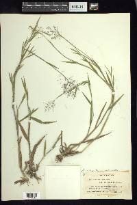 Dichanthelium lanuginosum image
