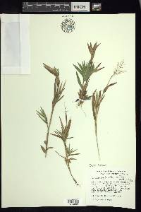 Panicum acuminatum image