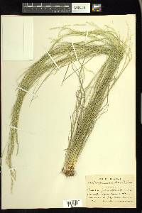 Deschampsia elongata image