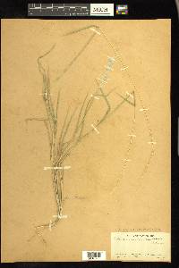 Digitaria californica image