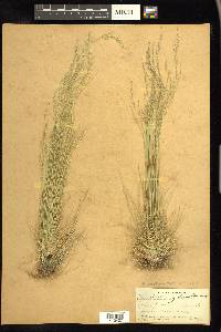 Deschampsia elongata image