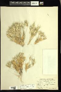 Dasyochloa pulchella image