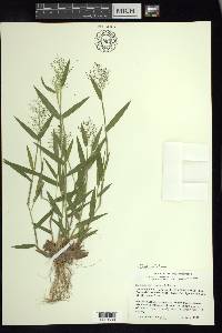 Panicum acuminatum image