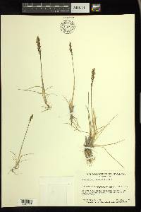 Deschampsia brevifolia image