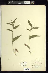 Dichanthelium latifolium image