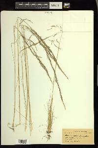 Deschampsia elongata image