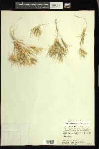 Dasyochloa pulchella image