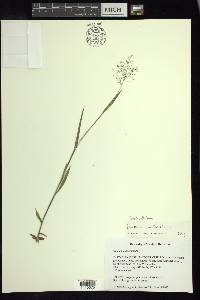 Panicum acuminatum image