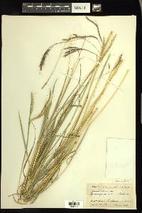 Dichanthium annulatum image