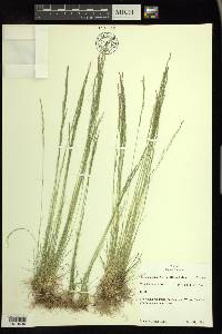 Deschampsia elongata image