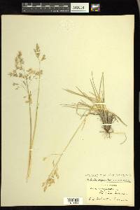Deschampsia cespitosa subsp. beringensis image