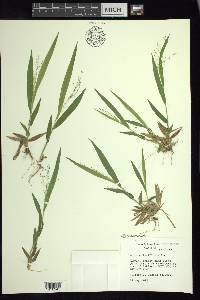 Dichanthelium laxiflorum image