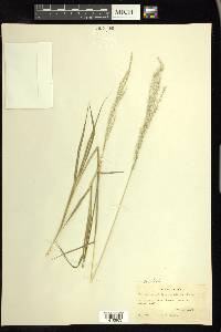 Digitaria californica image