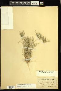 Dasyochloa pulchella image