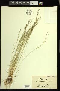 Deschampsia danthonioides image