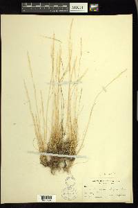 Deschampsia danthonioides image