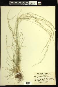 Deschampsia elongata image