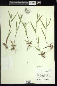 Panicum acuminatum image