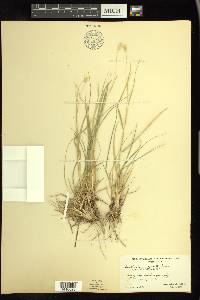 Danthonia unispicata image