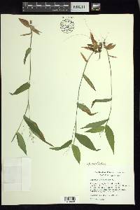 Dichanthelium latifolium image