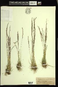 Deschampsia elongata image