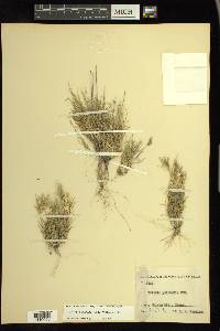 Dasyochloa pulchella image