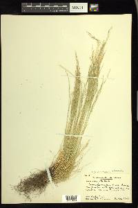 Deschampsia elongata image