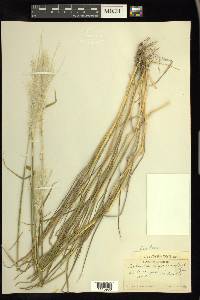 Digitaria californica image