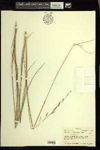 Echinochloa colona image