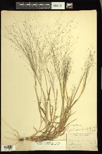 Digitaria cognata image