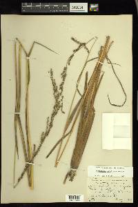 Echinochloa paludigena image