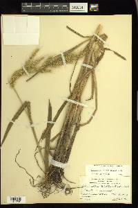 Echinochloa walteri image