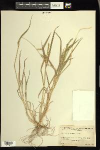 Echinochloa colona image