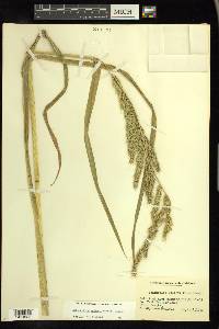 Echinochloa walteri image