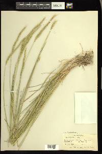 × Elyhordeum macounii image