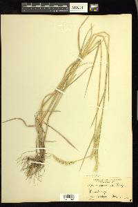 × Elyhordeum macounii image